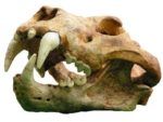 crâne de lion - Paléolithique inférieur (Azé, photo M. Bonnefoy) - L. env. 40 cm