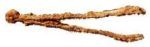 pince à épiler -premier âge du Fer (Mancey) – L. 9,5 cm