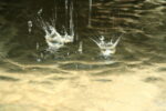 Rainsplash (photo J.-M. Blaising)