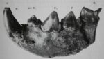 mâchoire de hyène - Paléolithique supérieur (Four-de-la-Baume) - L. env. 20 cm